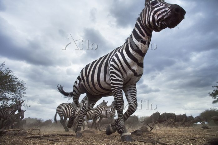 シマウマ [70833105]の写真素材 - アフロ