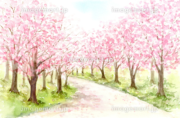 桜並木の水彩画のイラスト素材 [209672984]｜毎月1点無料（フリー）の