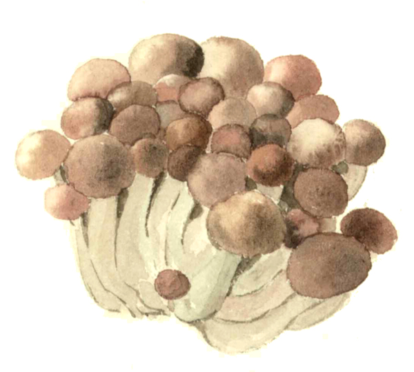 しめじの描き方＊ - 高塚由子 の 水彩画 魔法の筆