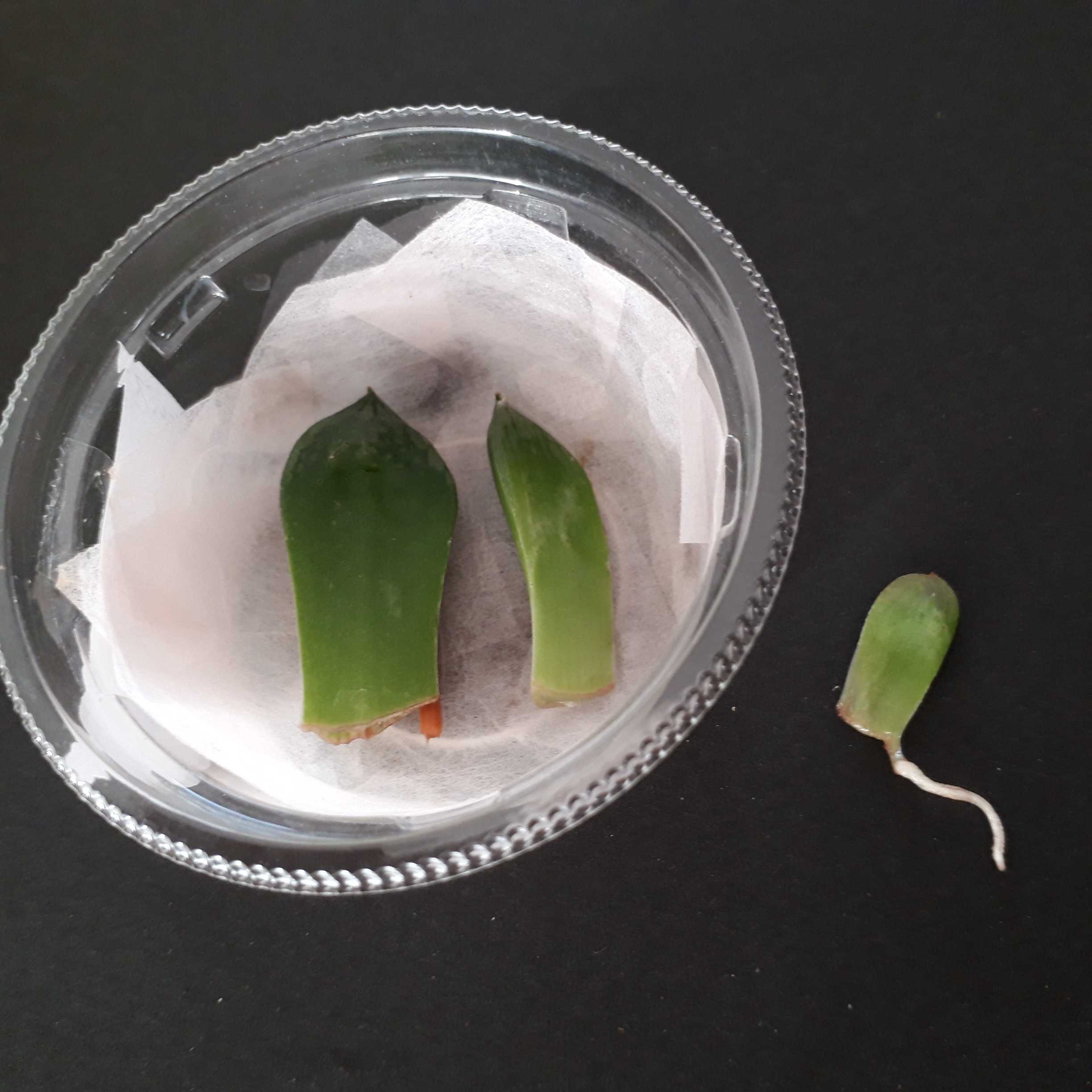 122.ハオルチアの葉挿し - ドバミミズの完全養殖への道