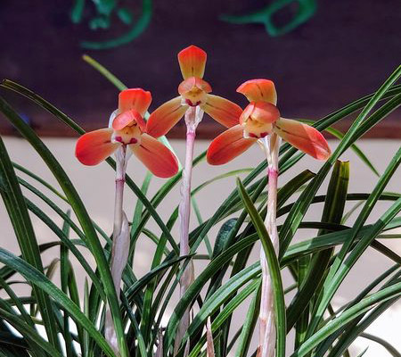 東洋蘭専門店 蘭万園 オンラインショップ