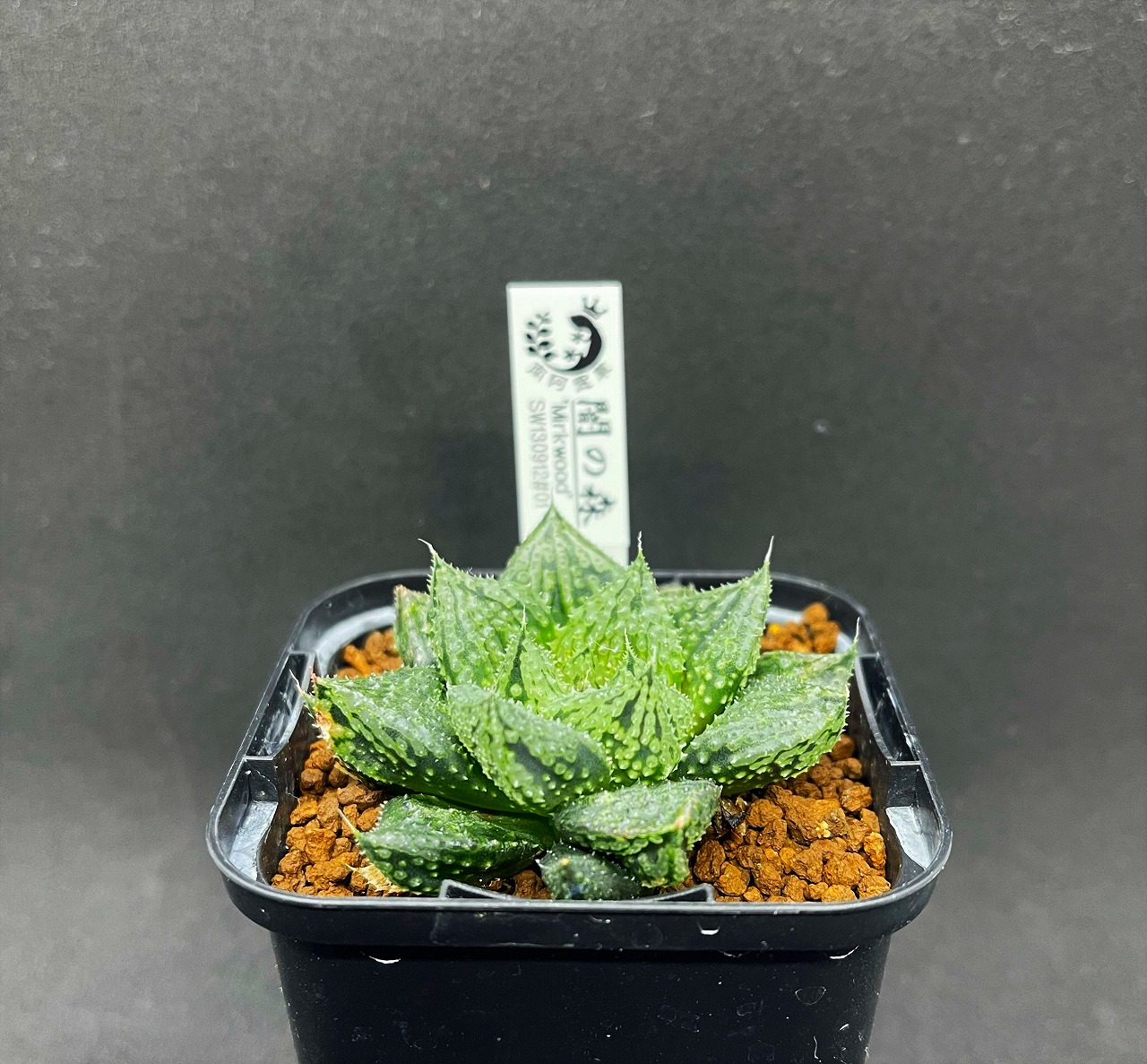 ハオルチアの深い森へようこそ | 名古屋のペットショップRemix