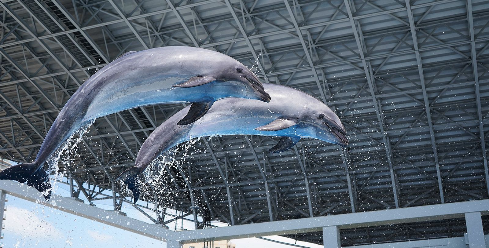 ドルフィンスタディアム｜イルカパフォーマンス