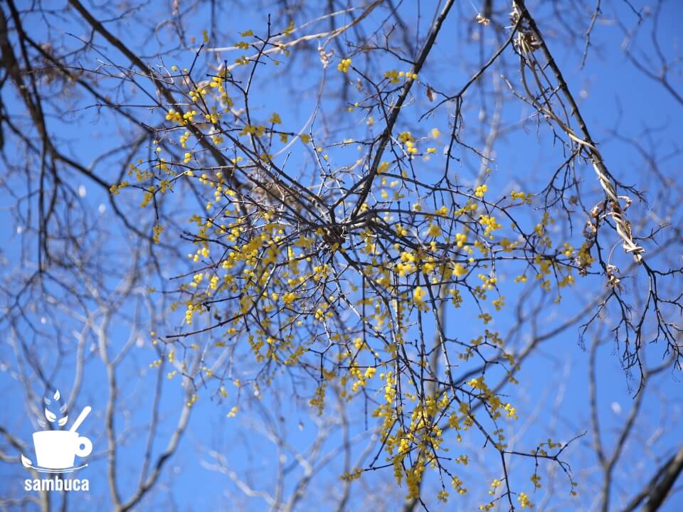 ホザキヤドリギを松本城で観察【ヤドリギの種類についても紹介】 | sambuca