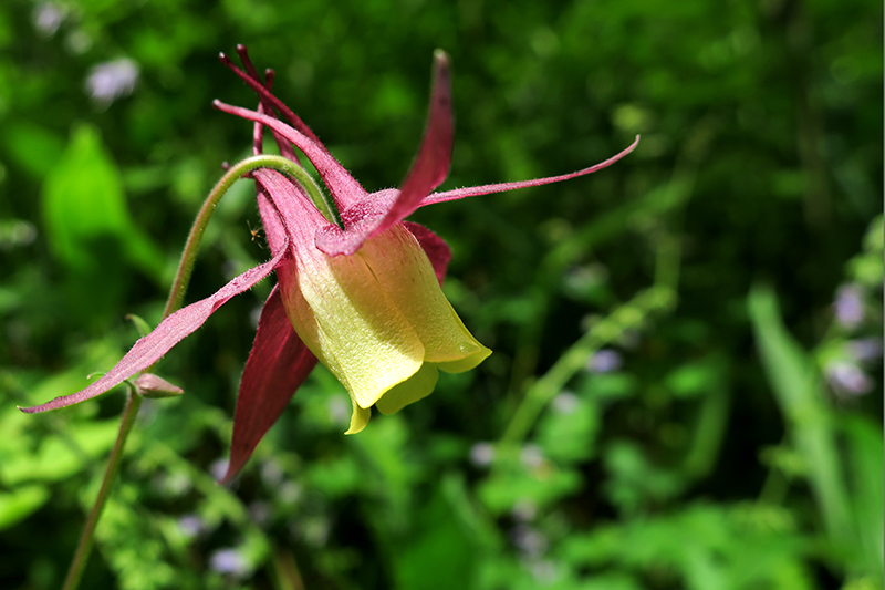 ヤマオダマキ （山苧環） — 山野草図鑑―山野妖精花譜―