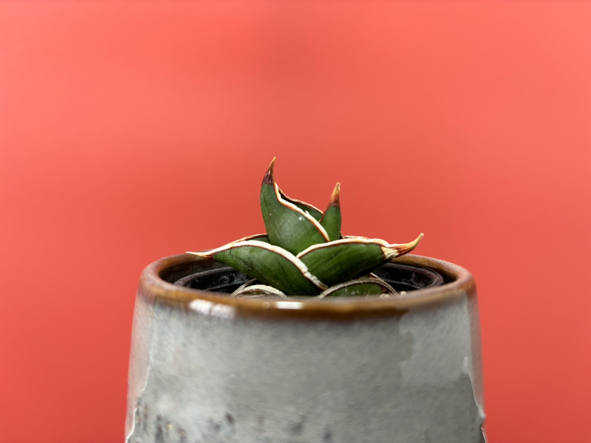 サンスベリアの種類一覧（16選）｜人気品種から希少品種まで徹底紹介