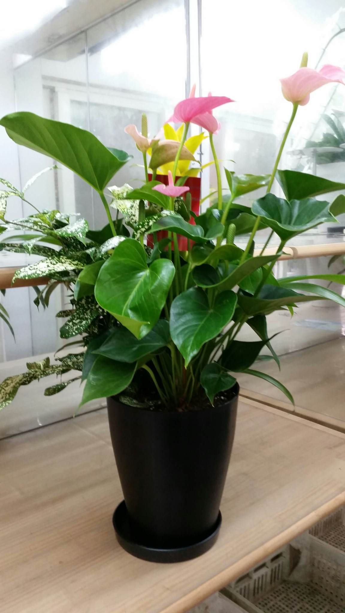 観葉植物(ミックス) | フラワーギフト・アレンジメントの阪本園芸