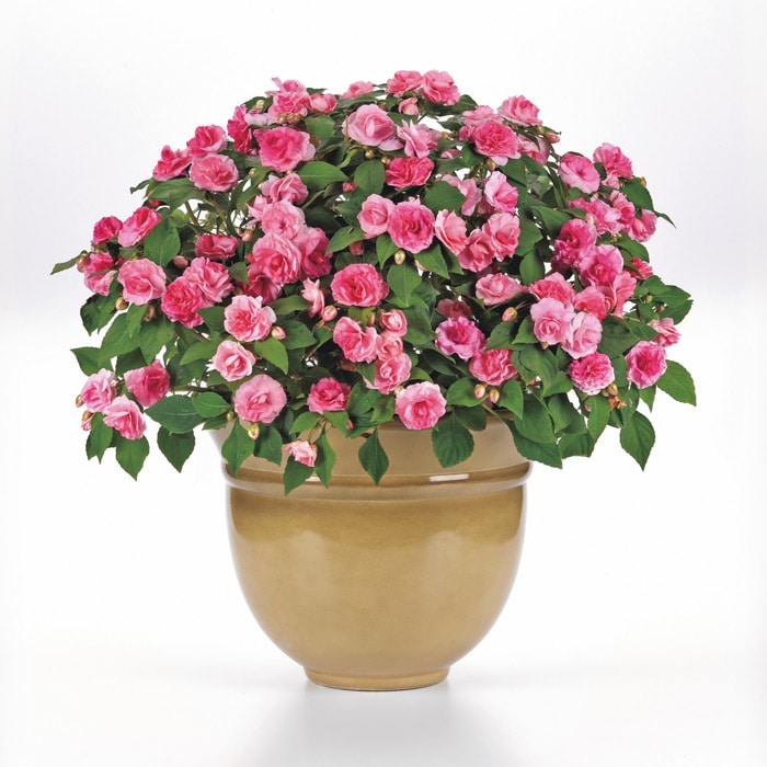 バラ咲きインパチェンス カリフォルニアローズ フィエスタ（R）＋Plus