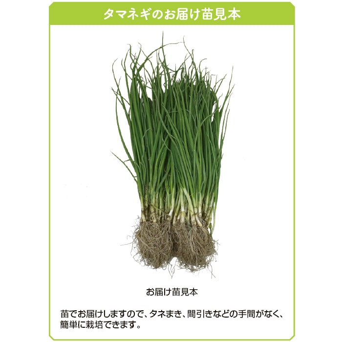 タマネギ アイドルももえ（R）｜種（タネ）,球根,苗,資材,ガーデニング