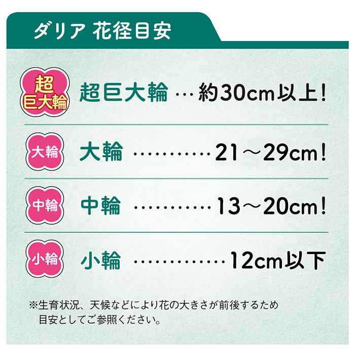 大株ダリア 球宴｜種（タネ）,球根,苗,資材,ガーデニンググッズの通販