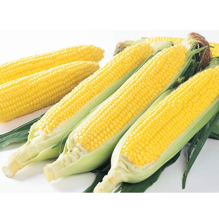 スイートコーン ゴールドラッシュ(R)88｜種（タネ）,球根,苗,資材