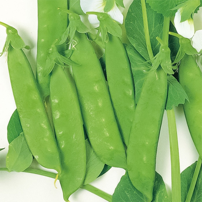 つるありエンドウ あずみ野30日絹莢PMR｜種（タネ）,球根,苗,資材