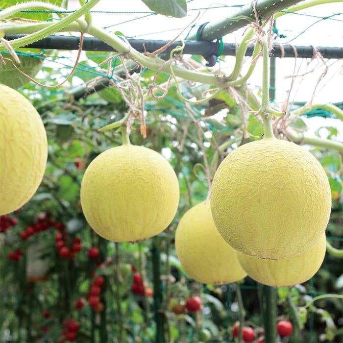 ネットメロン ころたん（R） 自根苗｜種（タネ）,球根,苗,資材