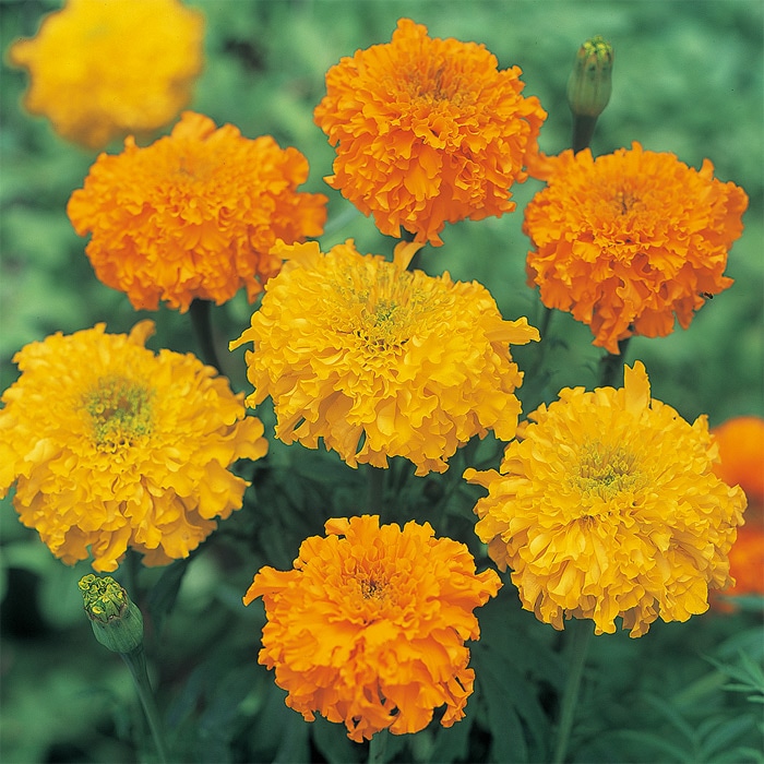 里芋の種、大量500粒＋マリーゴールド花種＋全国匿名送料無料です