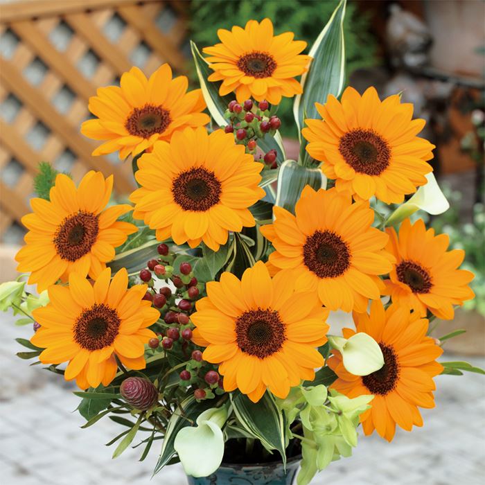 ヒマワリ ビンセント(R) (2型) ネーブル｜種（タネ）,球根,苗,資材