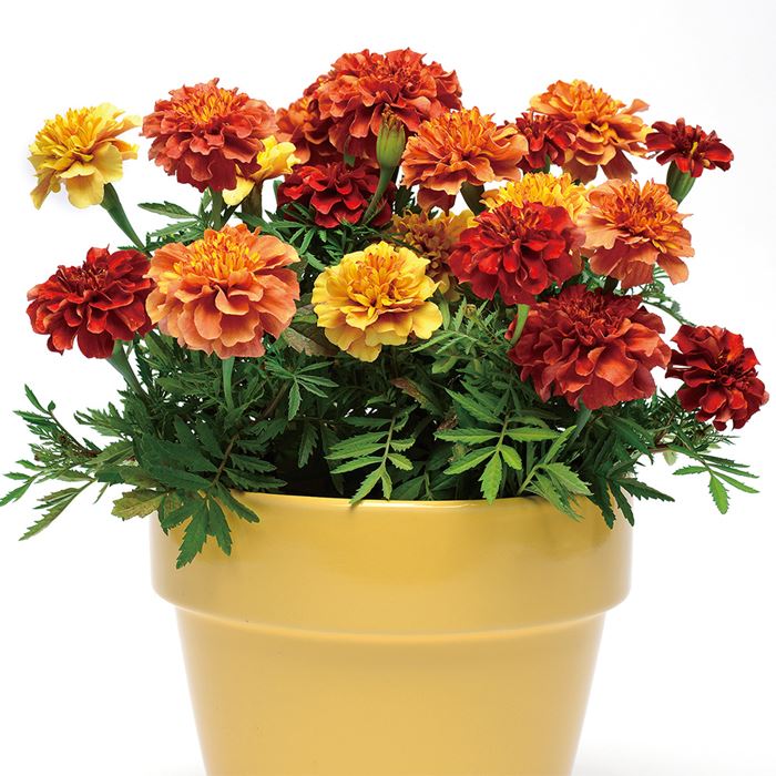 セルトップ(R)苗 6月お届け マリーゴールド ストロベリーブロンド｜種