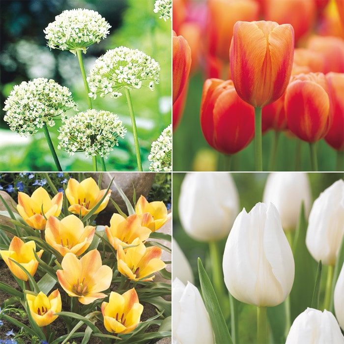 チューリップ mix & match シトラス｜種（タネ）,球根,苗,資材