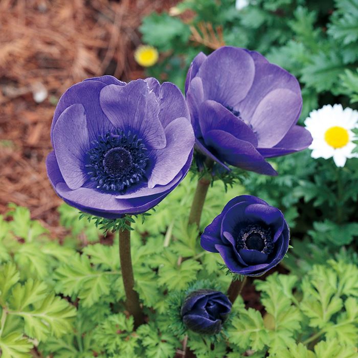 アネモネ ポルト ブルー｜種（タネ）,球根,苗,資材,ガーデニンググッズ