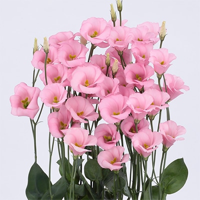 トルコギキョウ ソロ(R) PF ララ サクラ｜種（タネ）,球根,苗,資材