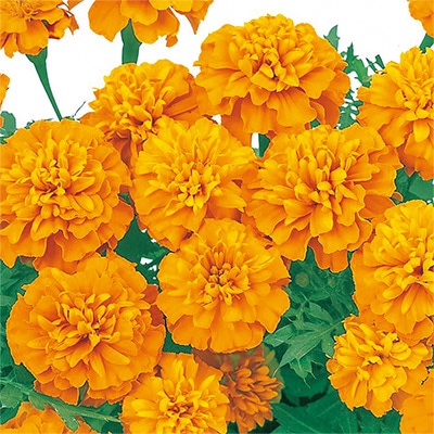 里芋の種、大量500粒＋マリーゴールド花種＋全国匿名送料無料です