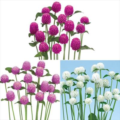 緑 紫 イザナギ＆イザナミ CX以下 3コン 33種99枚 アメノトリフネ 緑