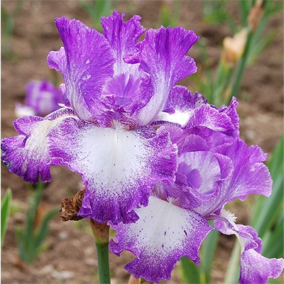 ジャーマンアイリス ジェシーズソング｜種（タネ）,球根,苗,資材
