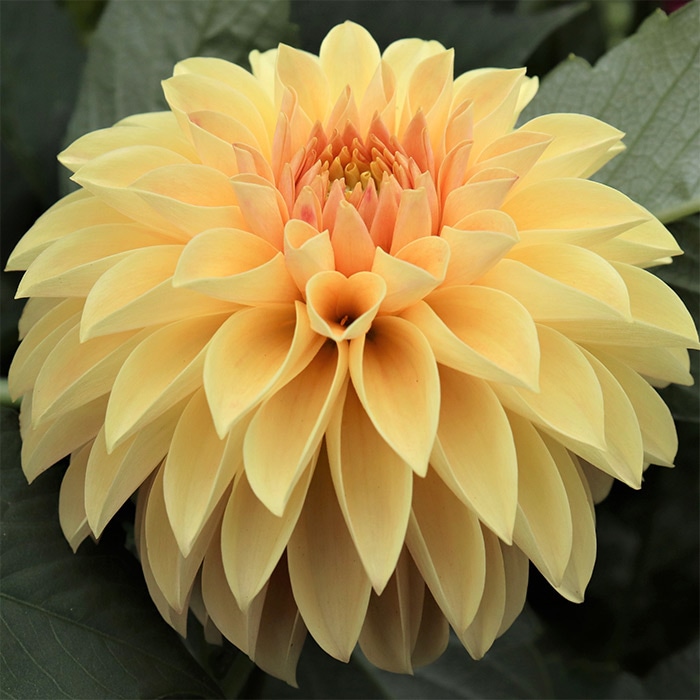 ダリア かわいい小輪セット｜種（タネ）,球根,苗,資材,ガーデニング