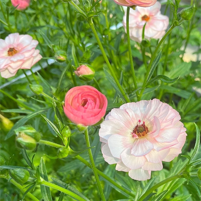 ラナンキュラス ラックス クラシカルセット｜種（タネ）,球根,苗,資材