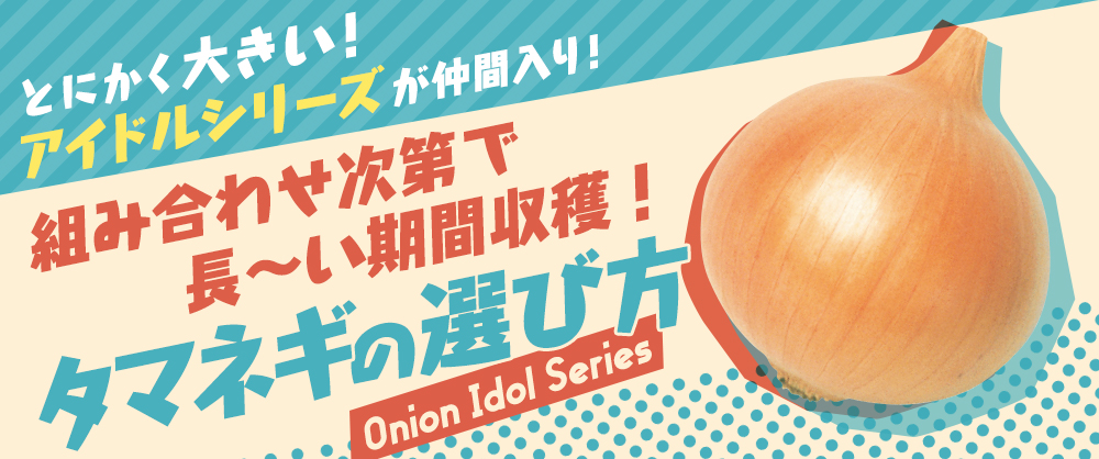 タマネギ アイドルももえ（R）｜種（タネ）,球根,苗,資材,ガーデニング