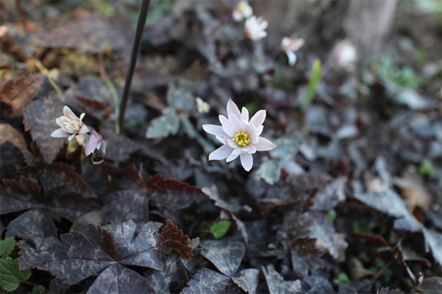 風の花[後編] Anemone（イチリンソウ属）｜東アジア植物記｜読みもの