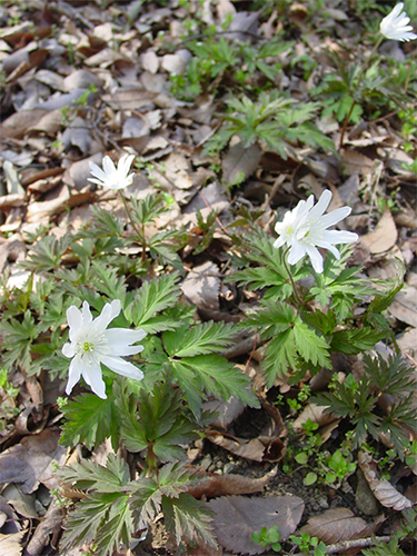 風の花[後編] Anemone（イチリンソウ属）｜東アジア植物記｜読みもの