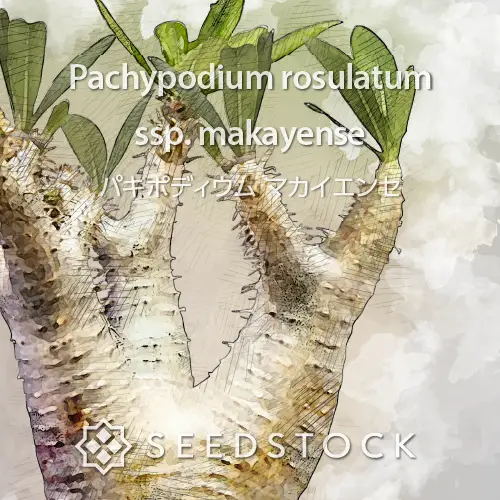 種子] パキポディウム マカイエンセ Pachypodium rosulatum ssp