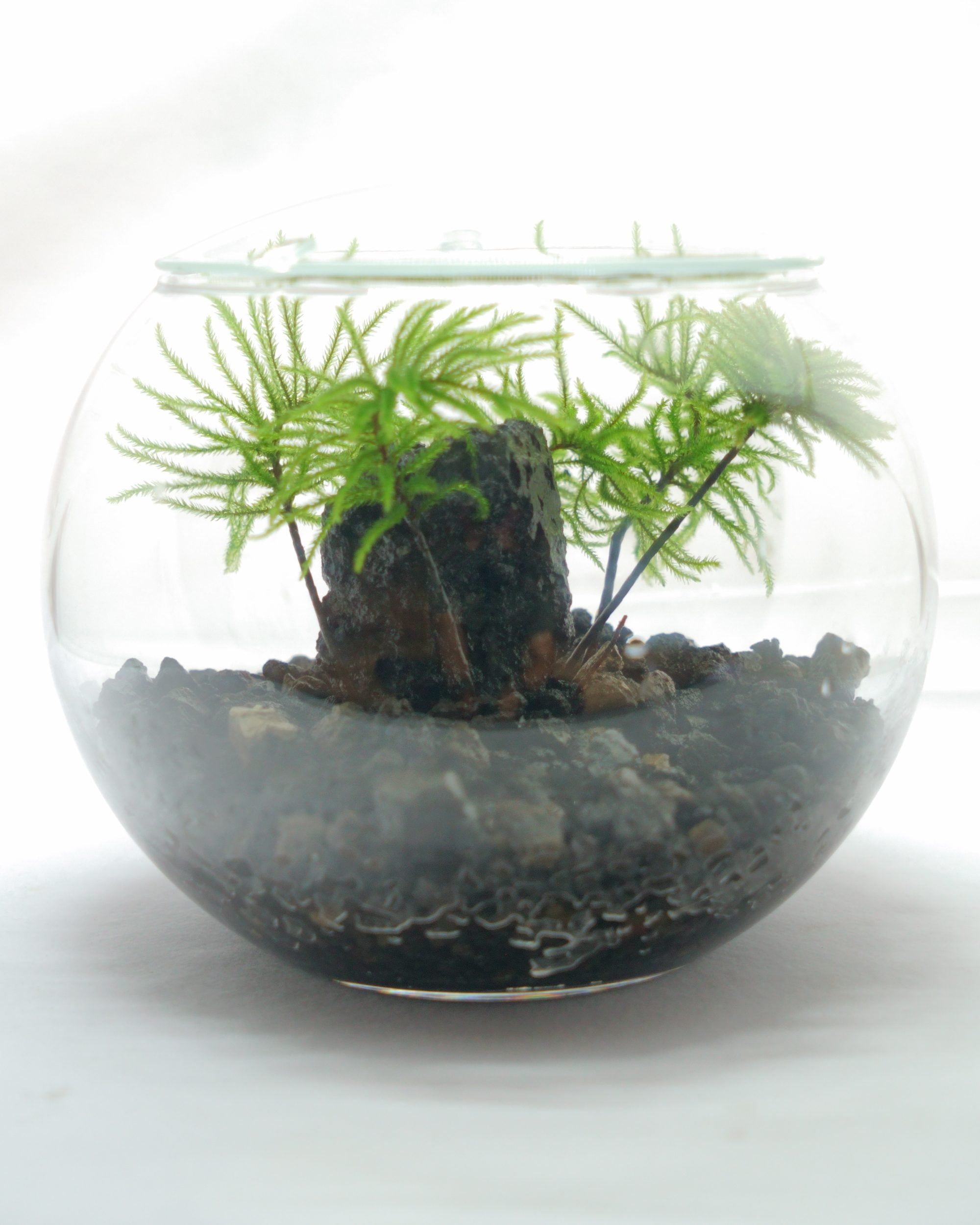 苔テラリウム制作キット「コウヤノマンネングサの岩」を発売しました