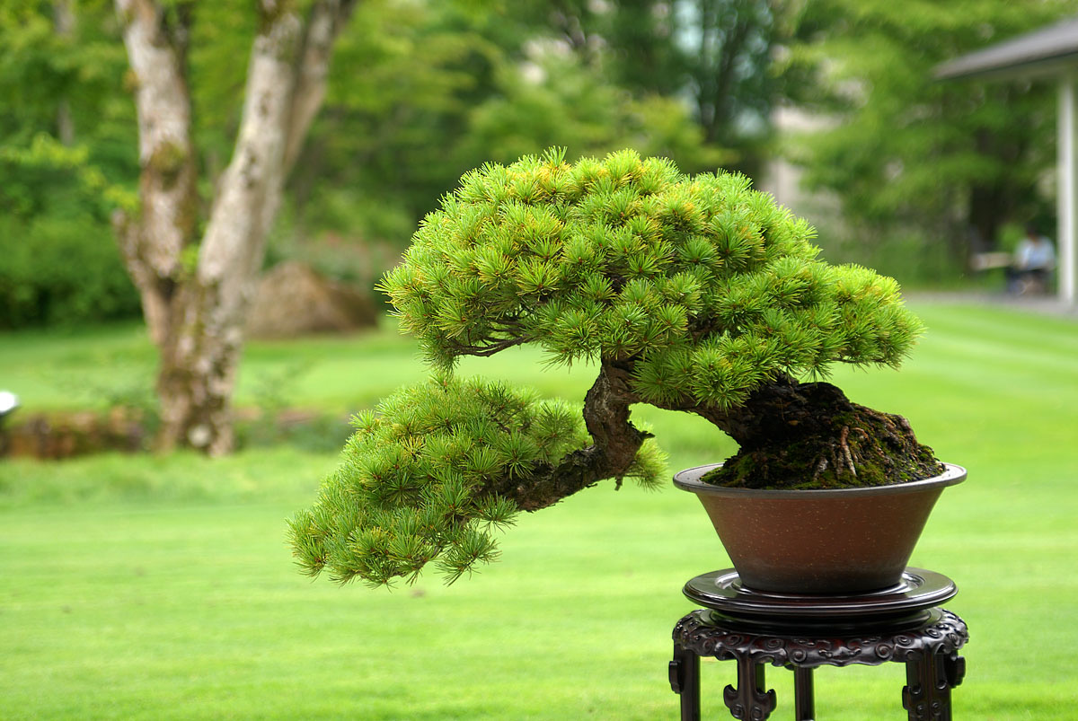 盆栽 清香園 ～盆栽の作り方・育て方は彩花盆栽教室へ
