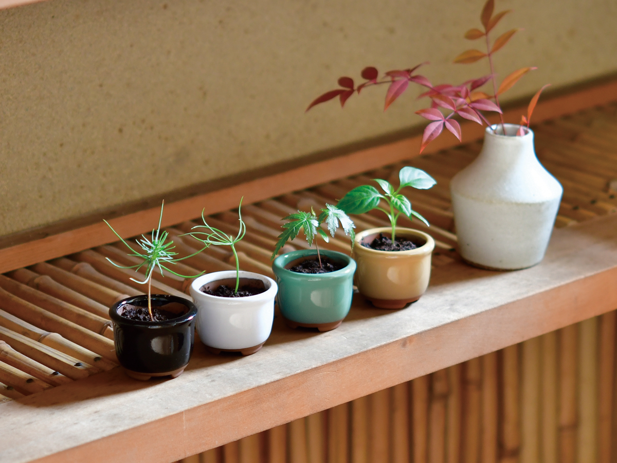 HACO MAME盆栽栽培セット - 聖新陶芸株式会社｜栽培キットの企画・製造