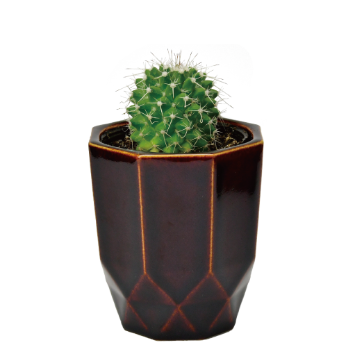 HACHI KAKU CACTUS - 聖新陶芸株式会社｜栽培キットの企画・製造・販売