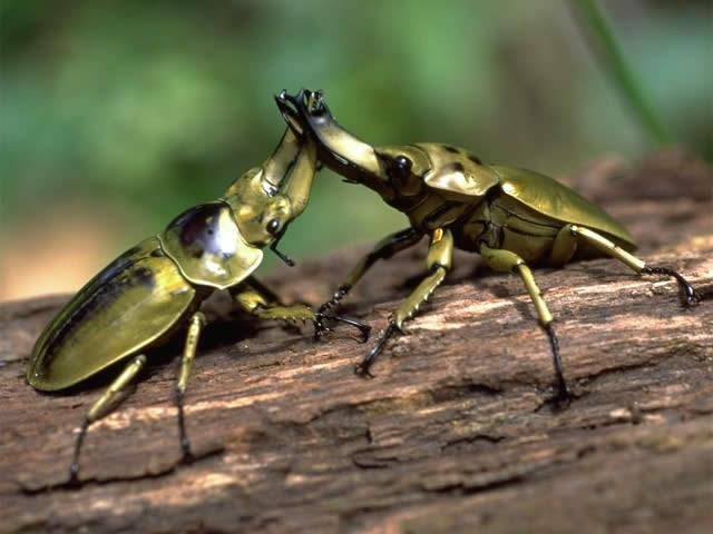 オウゴンオニクワガタ - 昆虫 - 動物 - Y!きっず図鑑