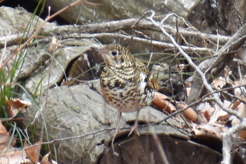 トラツグミの羽標本（初列風切、次列風切、三列風切、雨覆、尾羽、尾筒