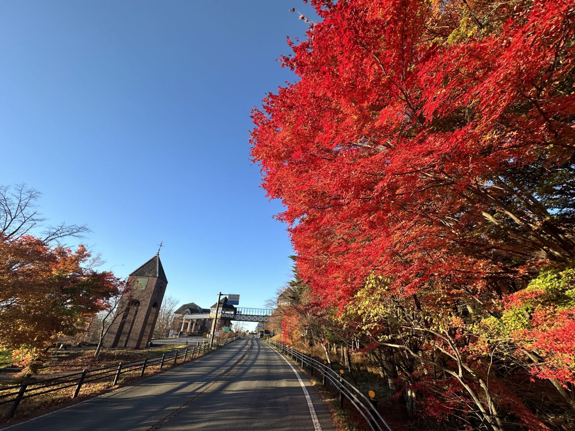 紅葉も終わりに近づいております 2023年11月8日撮影 – 【公式】草津