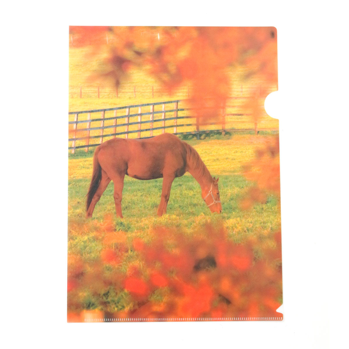 牧場クリアファイル 3枚セット - 競馬グッズの通販サイト ノーザン