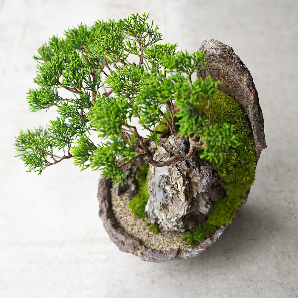 ○23-SJ3 鞍馬鉢 月小 真柏 石付き – 雨晴/AMAHARE