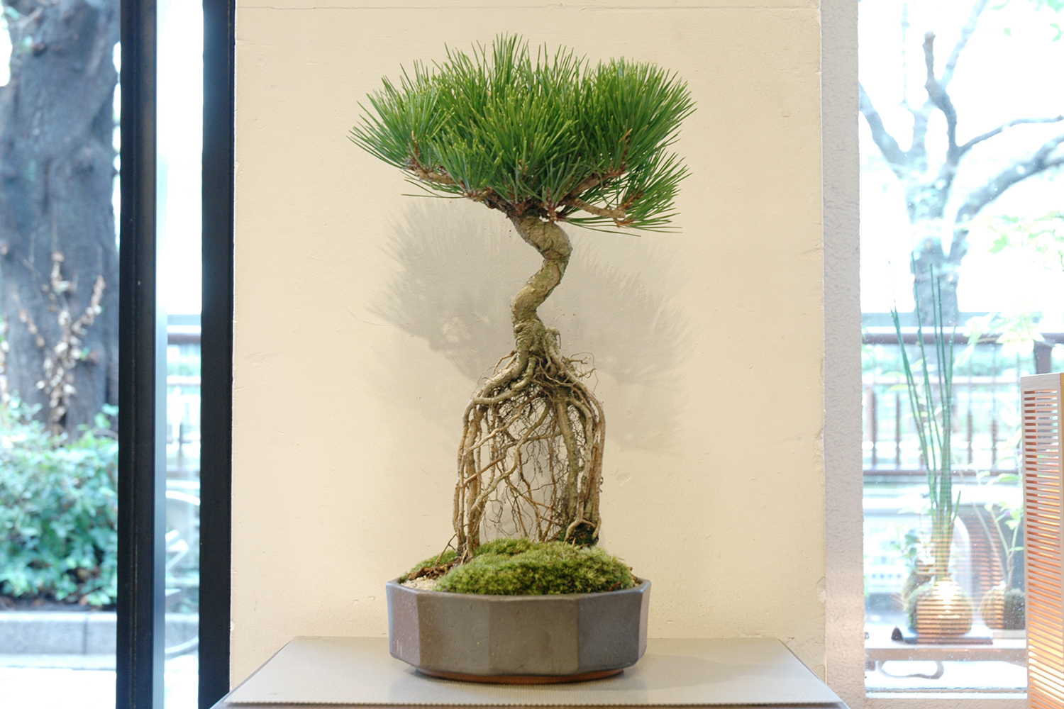 黒松 (根上り) | GreenScapeオンラインストア