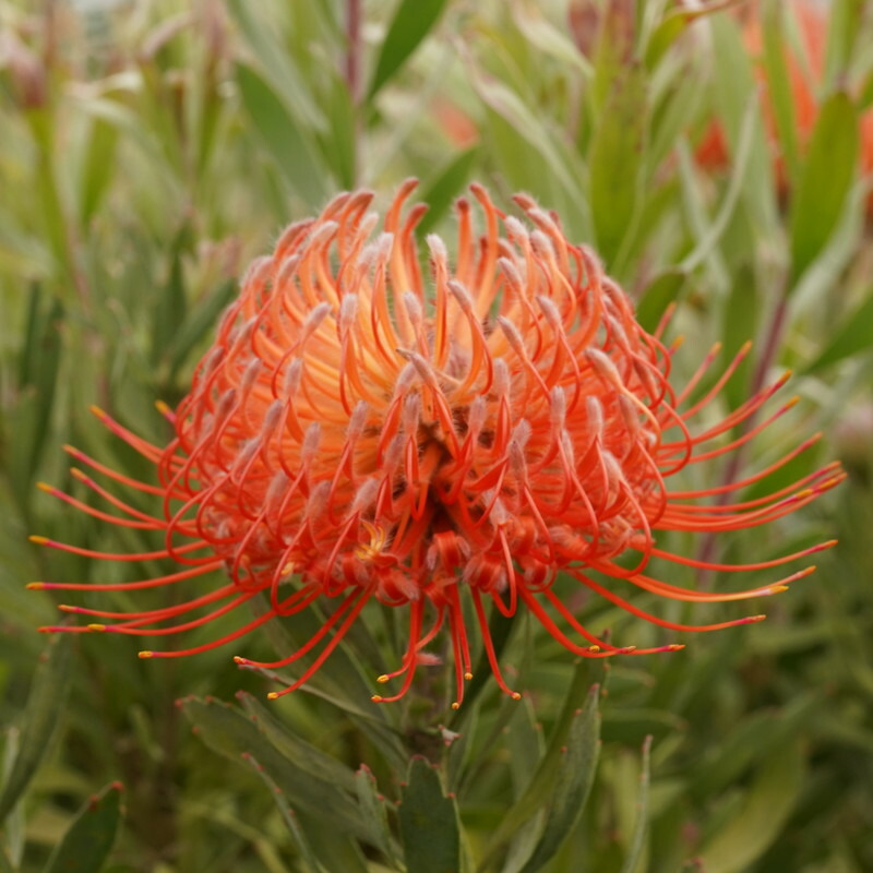 楽天市場】リューコスペルマム「ハイゴールド」 ブランチ仕立て 5号