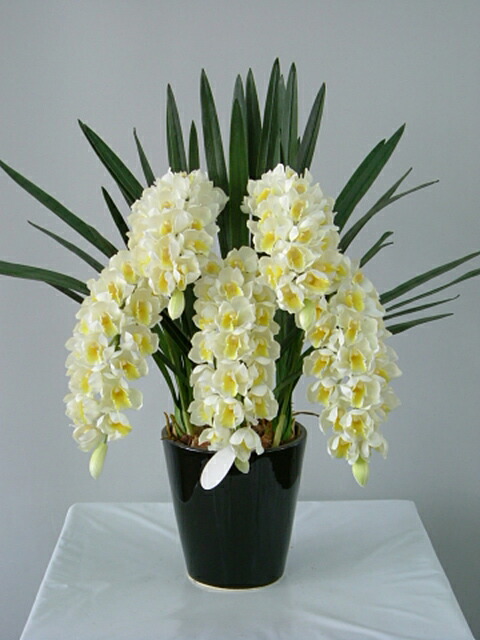 楽天市場】シンビジューム ピンク アーチ 5本立ち ラッピング付 耐寒性