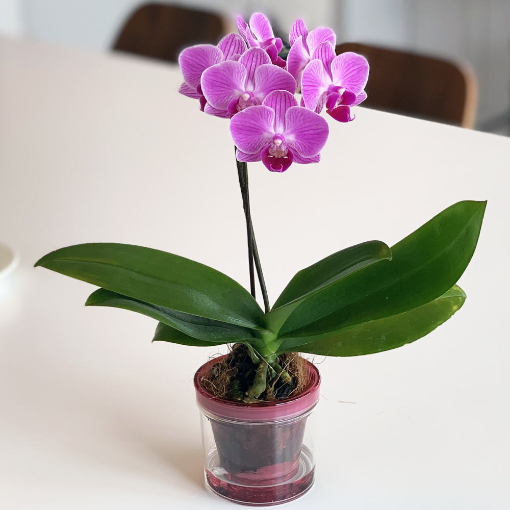 楽天市場】胡蝶蘭♪ファレノプシス・マイヴィヴィアン2.5号【鉢花