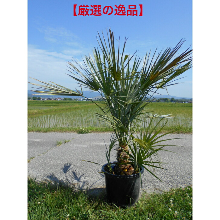 楽天市場】【現品・現物】【耐寒性ヤシ 椰子】チャメロプス・フミリス