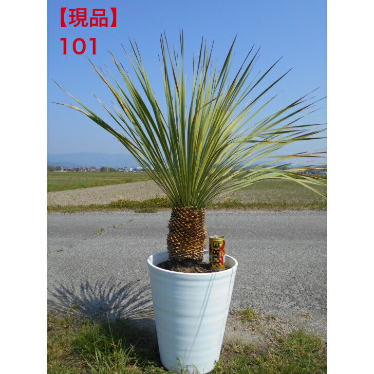 楽天市場】観葉植物 大型 屋外 ユッカ ロストラータ 11号鉢 【現品