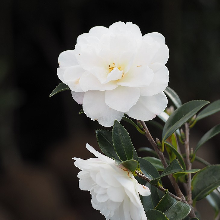 楽天市場】サザンカ 苗 【丁字車 （ちょうじぐるま）】 約0.7m 根巻き