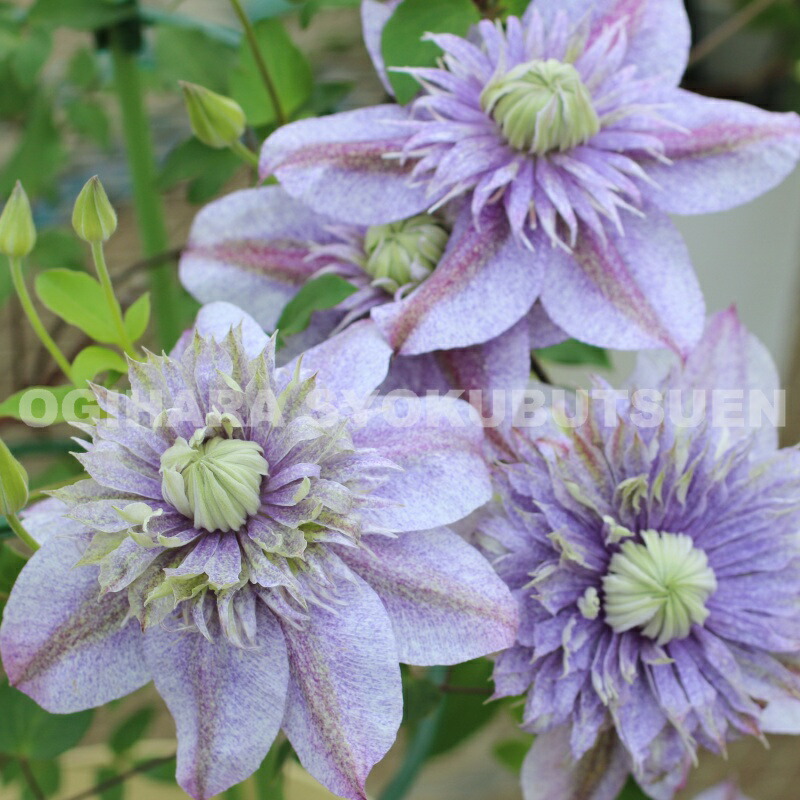 楽天市場】クレマチス '風の方位'(PVP)2年苗 : おぎはら植物園