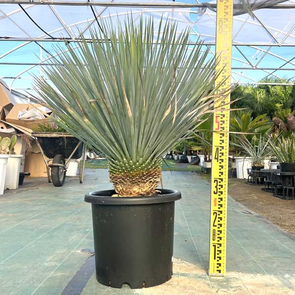 楽天市場】【現品】ユッカ ロストラータ 10号 60cm【産直】 : 千草園芸